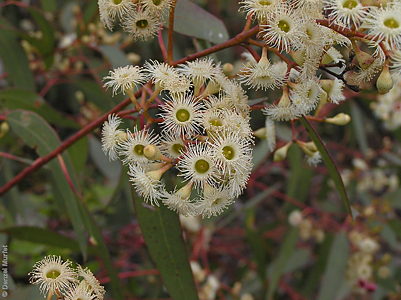 Eucalyptus fasciculosa f Denzel Murfet Milang